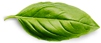 Home basil leaf.png